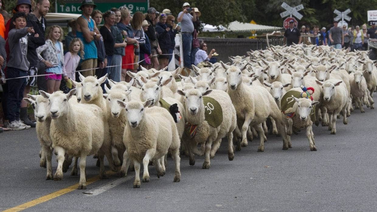Sheep-Race.jpg#asset:8291
