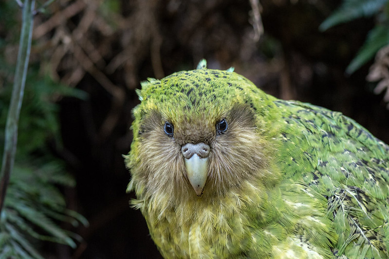 kakapo_1.jpg#asset:8336